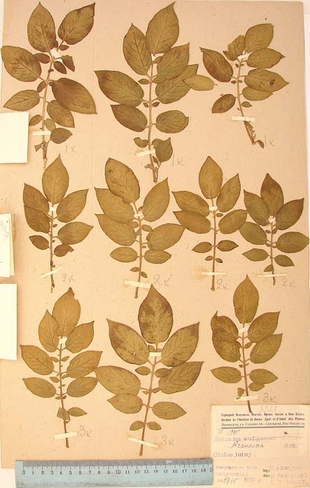 S. tuberosum araucanum Lectotypus 1975